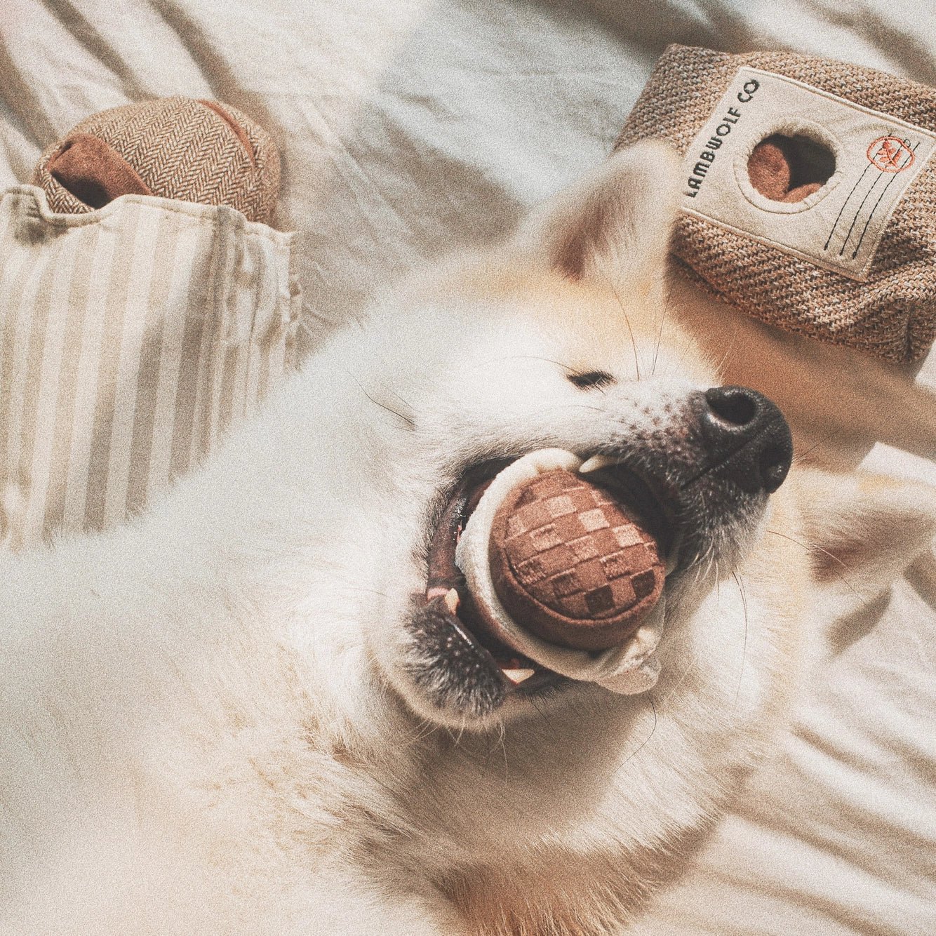 Alene Hjemme? Sådan Undgår Du Ødelagte Møbler - HappyPuppy.dk