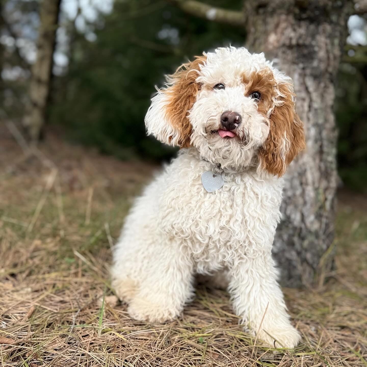 Børn og hvalpe - HappyPuppy.dk