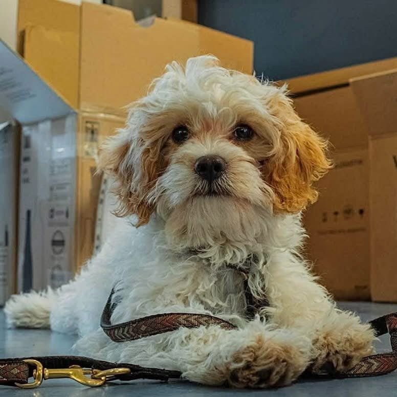Gode råd til førstegangs hundeforældre