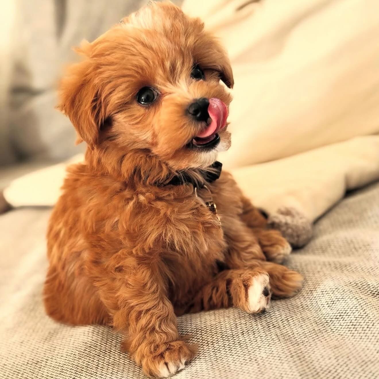 Tjekliste til din nye hvalp📝 - HappyPuppy.dk
