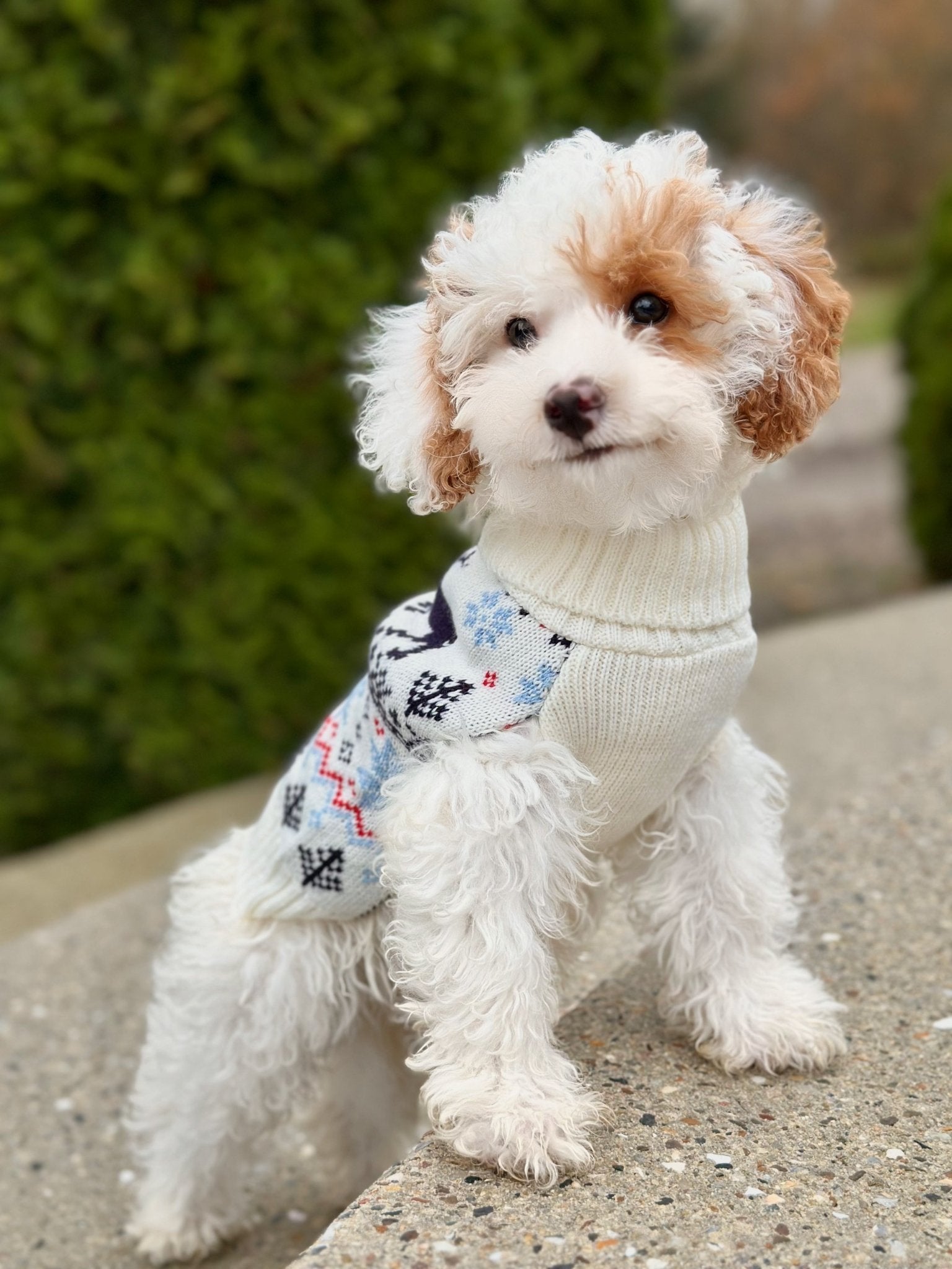 Juleprodukter - HappyPuppy.dk