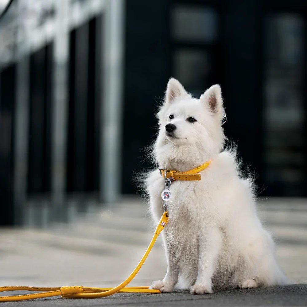 Waudog Rundsyet Læder Førerline - Gul - HappyPuppy.dk