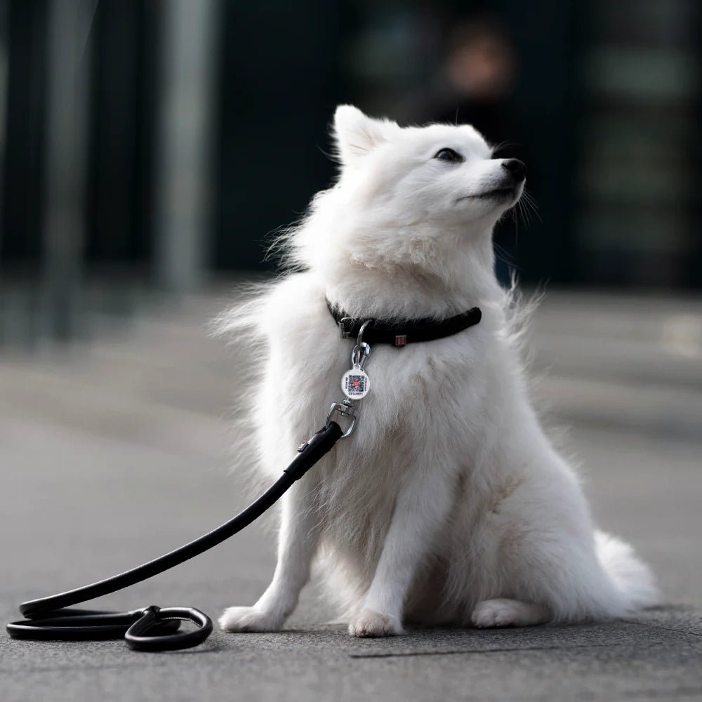 Waudog Rundsyet Læderhalsbånd - Sort - HappyPuppy.dk