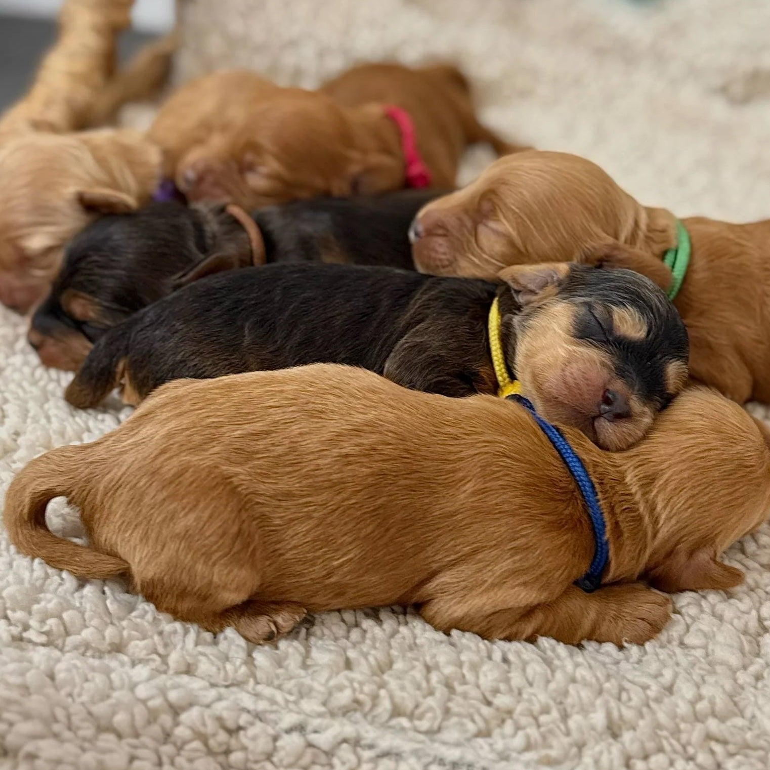 Ny hundelov – et vigtigt skridt for hundenes velfærd