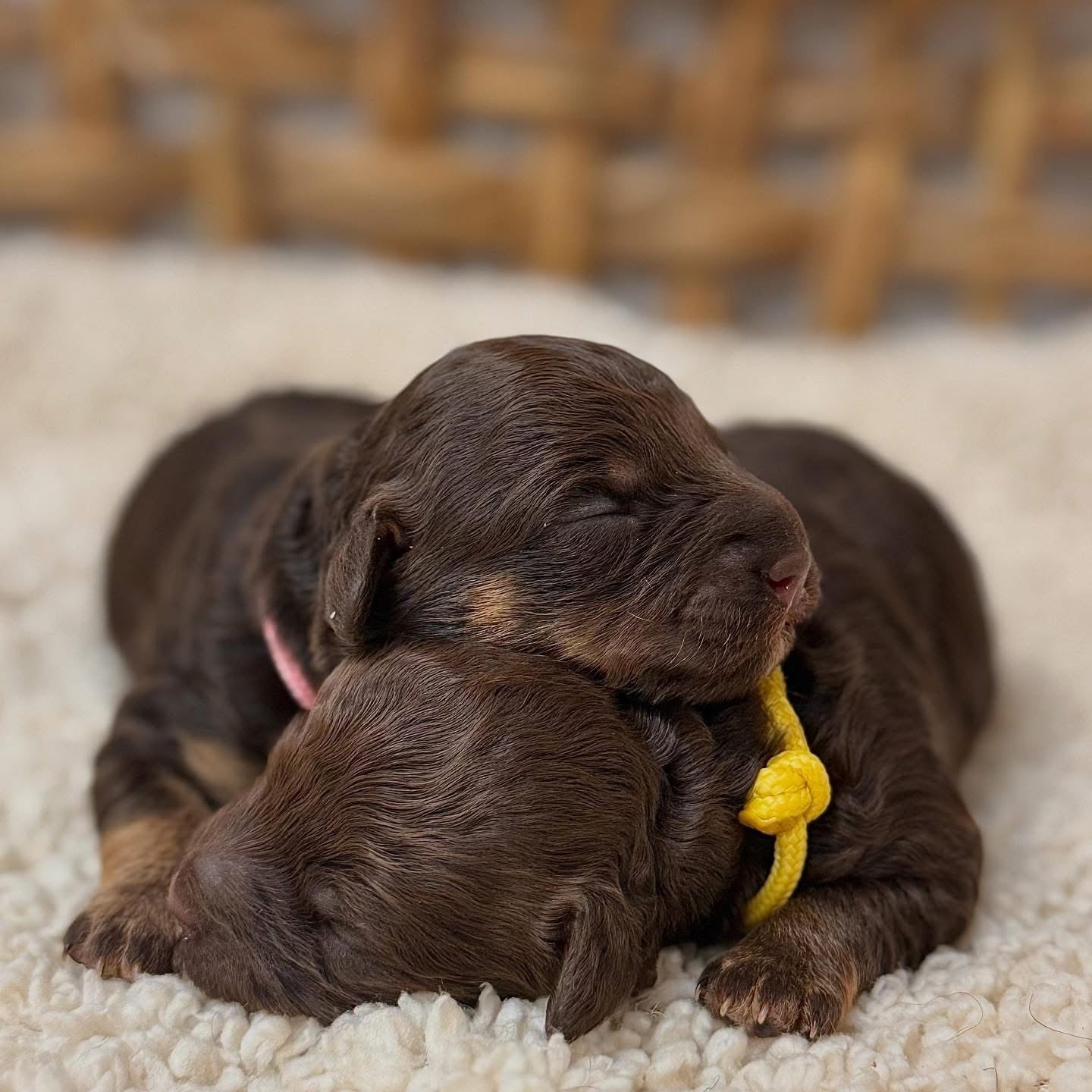 Renlighedstræning: en vigtig del af hvalpetiden - HappyPuppy.dk