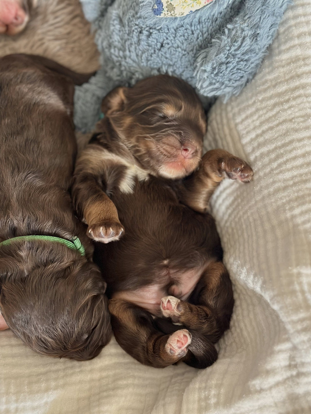 Gode råd til førstegangs hundeforældre