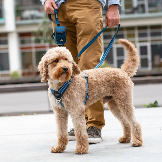 DOG Copenhagen Comfort Walk Air™ Sele - HappyPuppy.dk