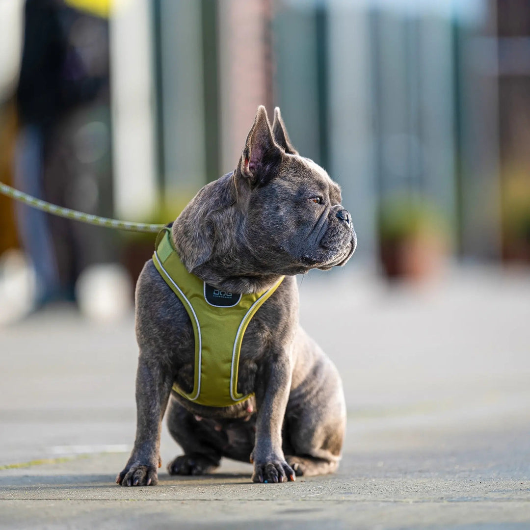 DOG Copenhagen Comfort Walk Go™ Sele - HappyPuppy.dk