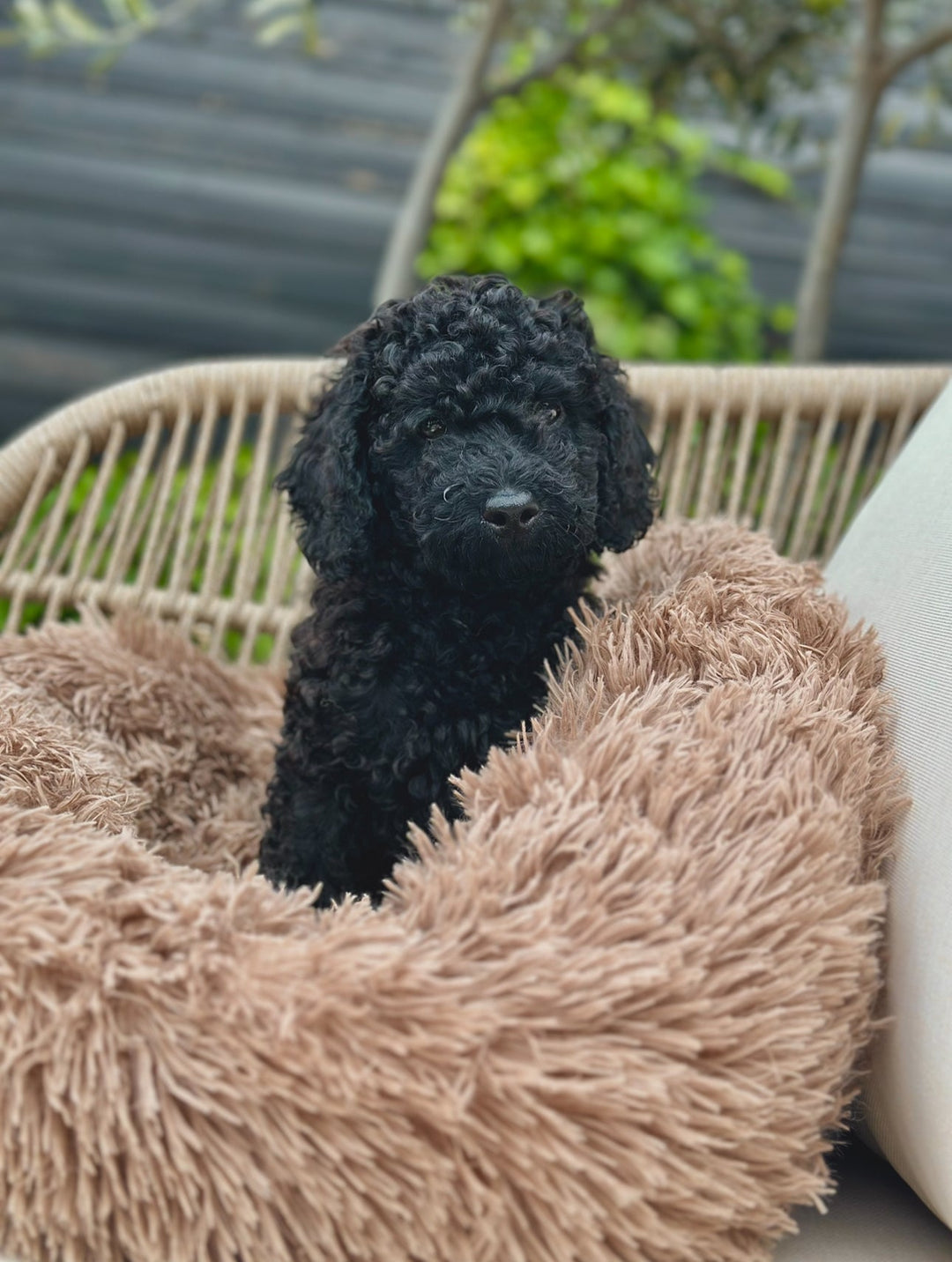 Donut Hundeseng - HappyPuppy.dk