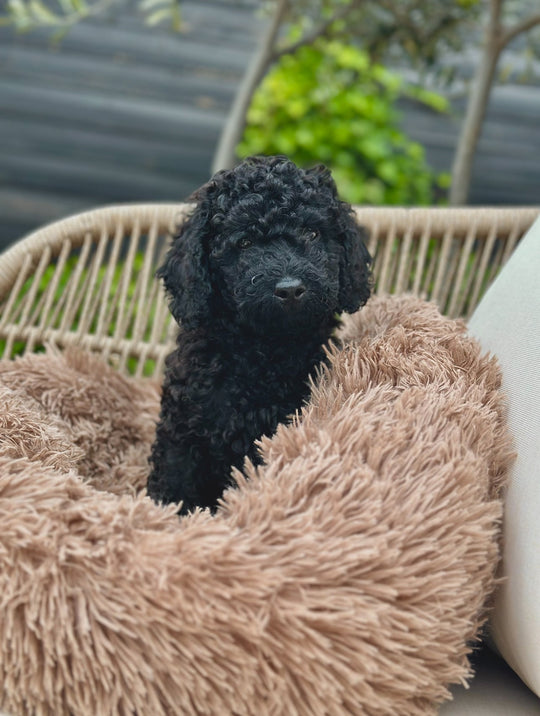 Donut Hundeseng - HappyPuppy.dk