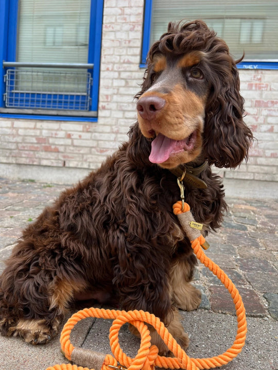 DREWS PEACH / Justerbar og blød hundesnor (orange) - HappyPuppy.dk