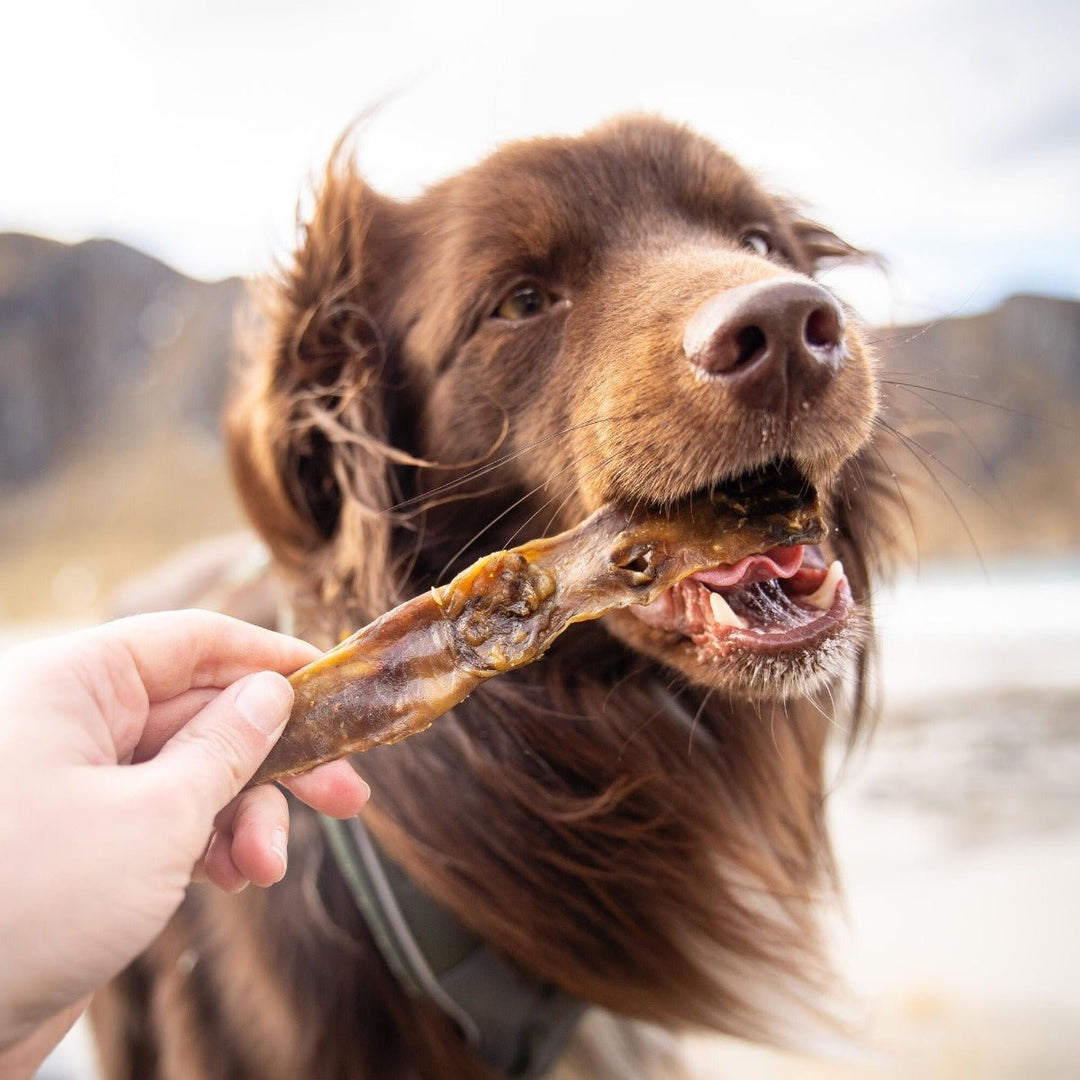 Essential Rabbit Delights 100g - HappyPuppy.dk