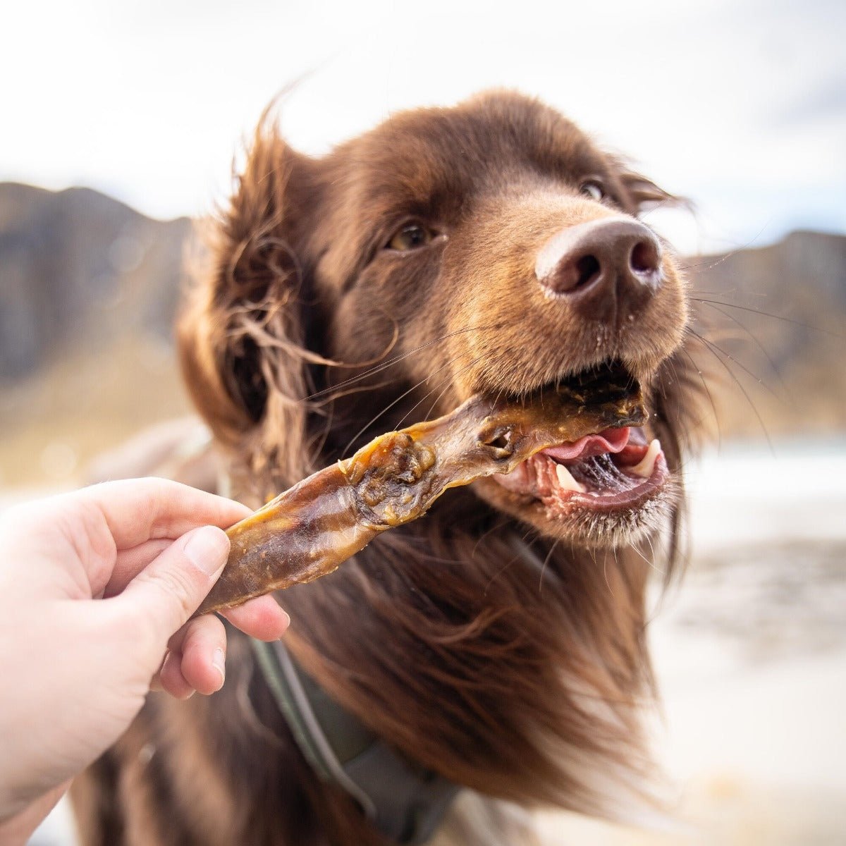 Essential Rabbit Delights 100g - HappyPuppy.dk