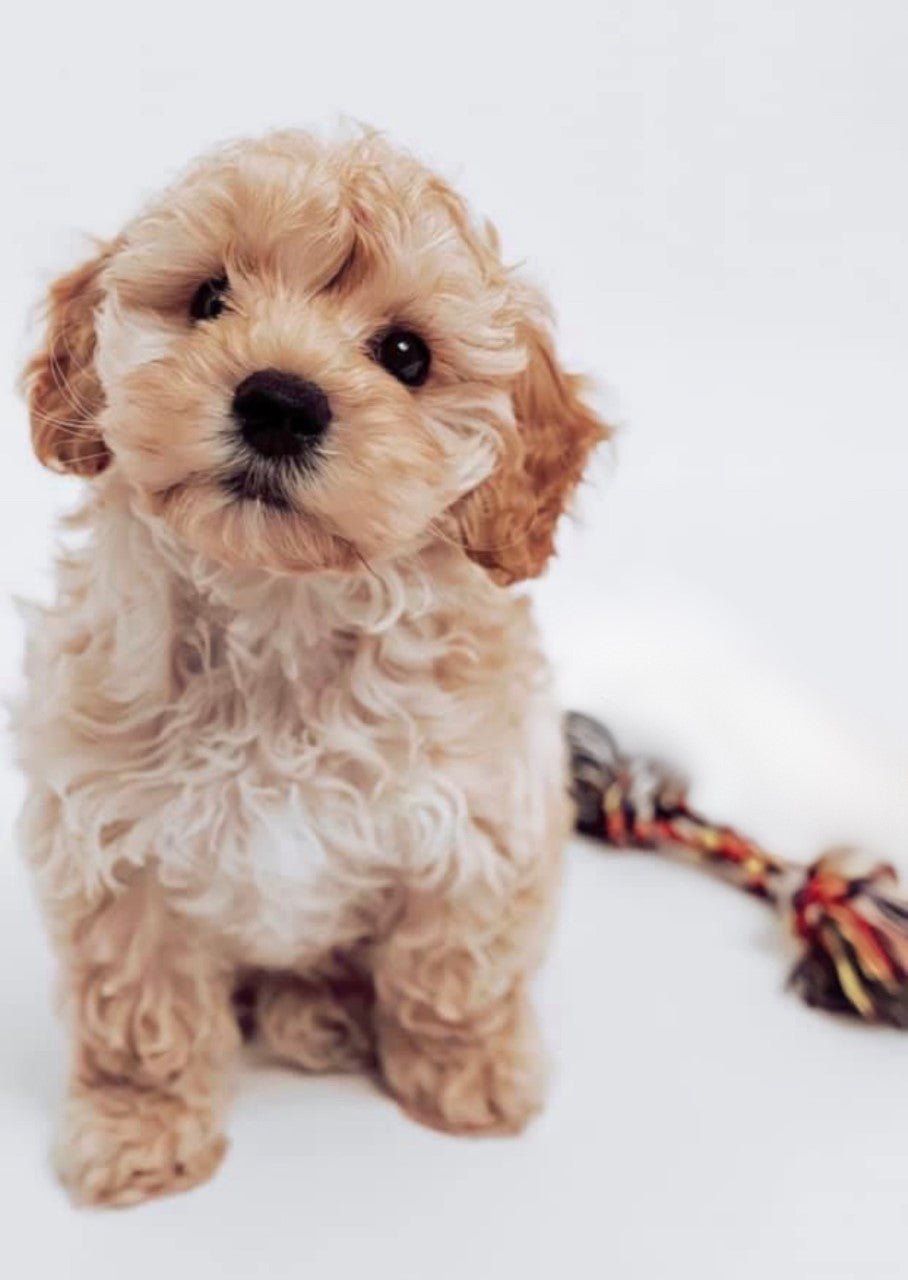 HappyPuppy gavekort - HappyPuppy.dk