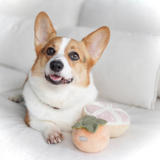 Lambwolf Grapefrugt - HappyPuppy.dk