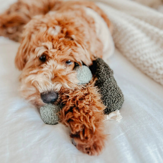Lambwolf Pea Pop - HappyPuppy.dk