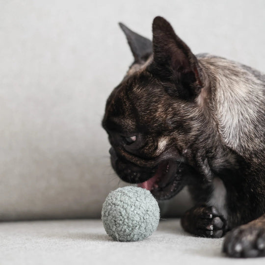 Lambwolf Pea Pop - HappyPuppy.dk