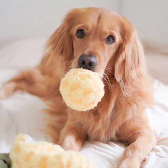 Lambwolf Pineapple Pop - HappyPuppy.dk