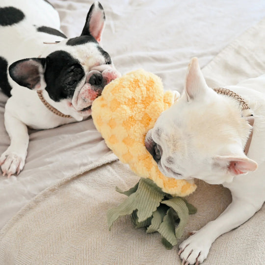 Lambwolf Pineapple Pop - HappyPuppy.dk