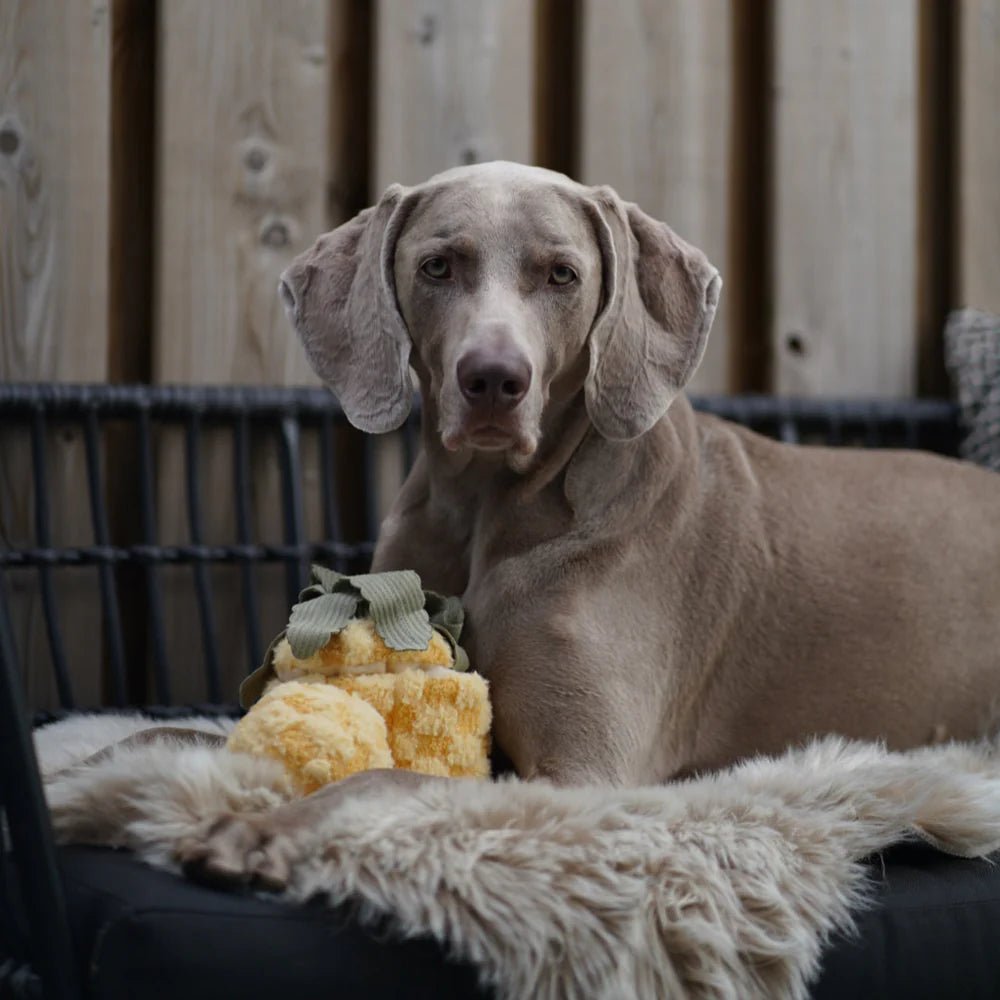 Lambwolf Pineapple Pop - HappyPuppy.dk