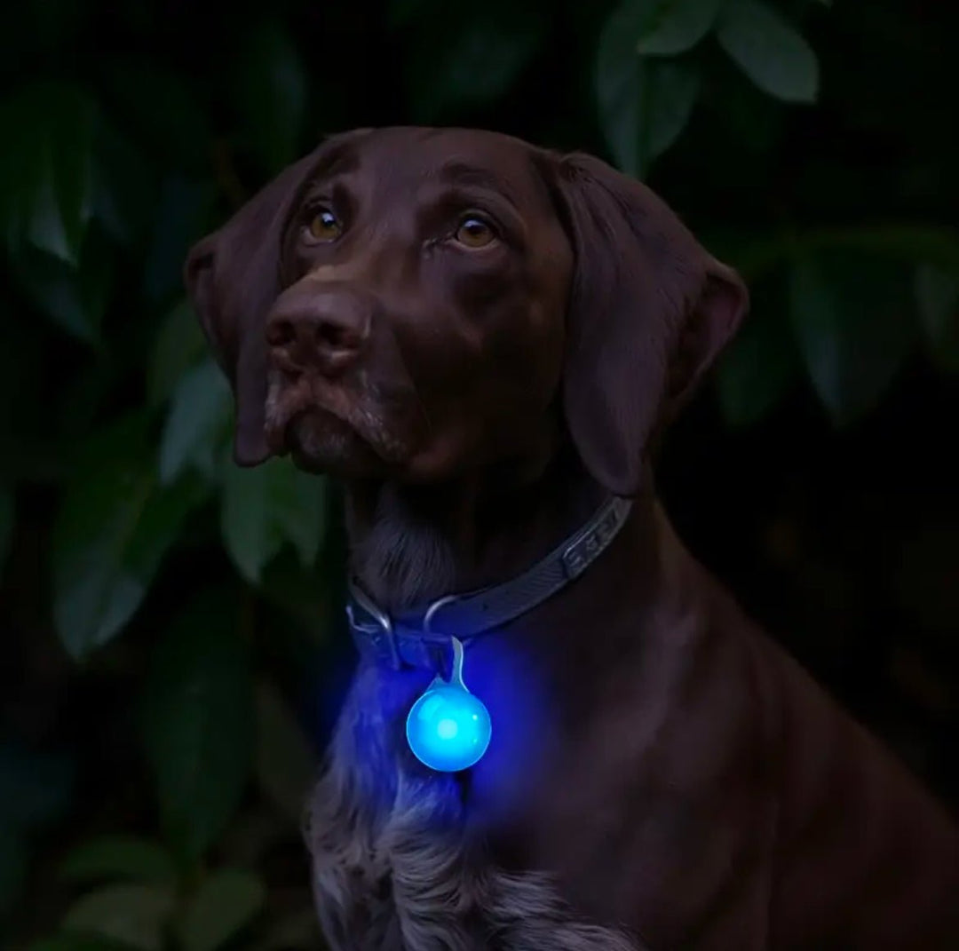 LED Hundelygte Kugle - HappyPuppy.dk