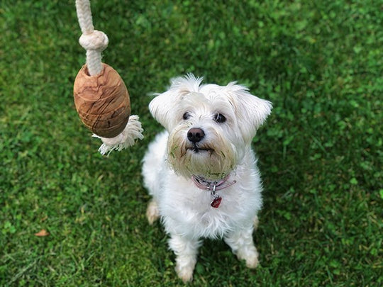 Olivi Rugby Med Bomuldsreb, Ca. 36 cm. - HappyPuppy.dk