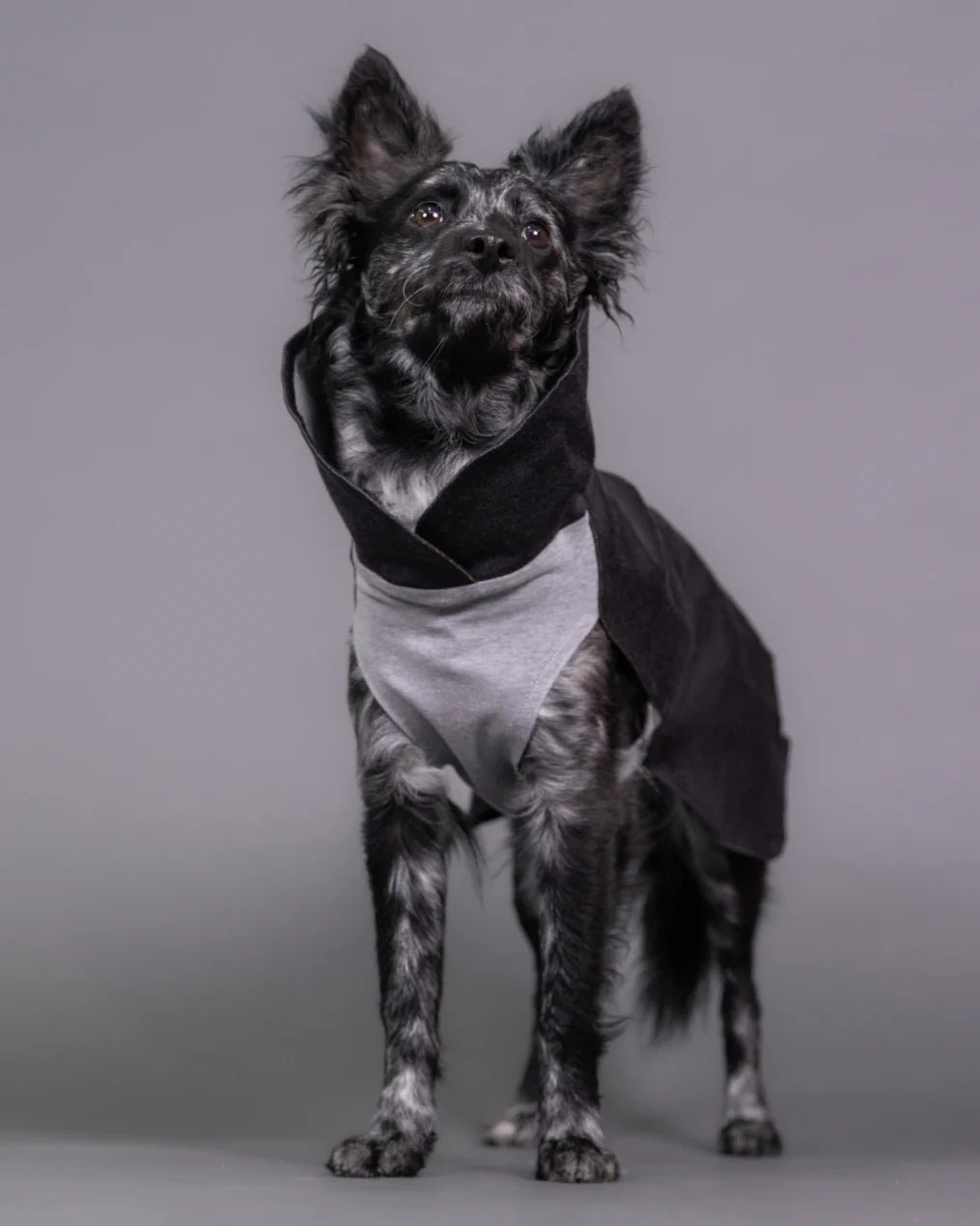 PAIKKA Recovery Vinterdragt Grå - HappyPuppy.dk
