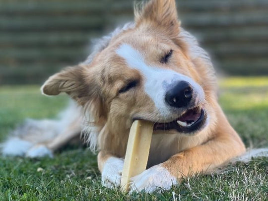 Tikki Himalaya Snack - HappyPuppy.dk