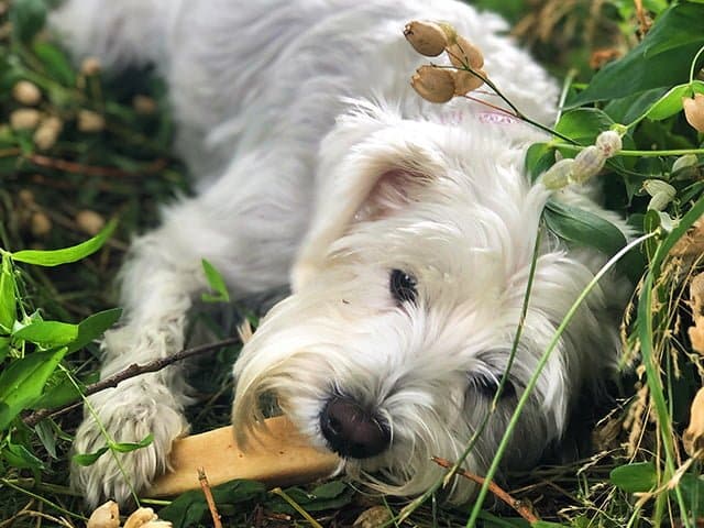 Tikki Himalaya Snack - HappyPuppy.dk