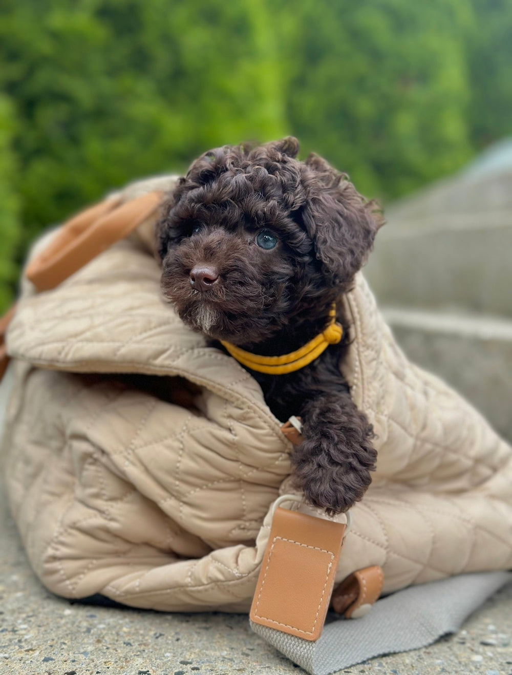Zenora 3i1 hundetaske Brindisi - HappyPuppy.dk