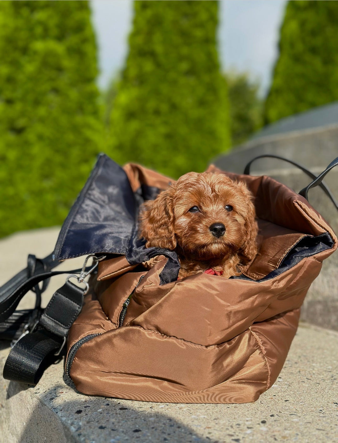 Zenora hundetaske Bergen - HappyPuppy.dk