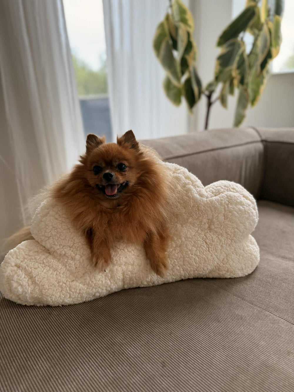 Zenora Kæmpe Kanin - HappyPuppy.dk