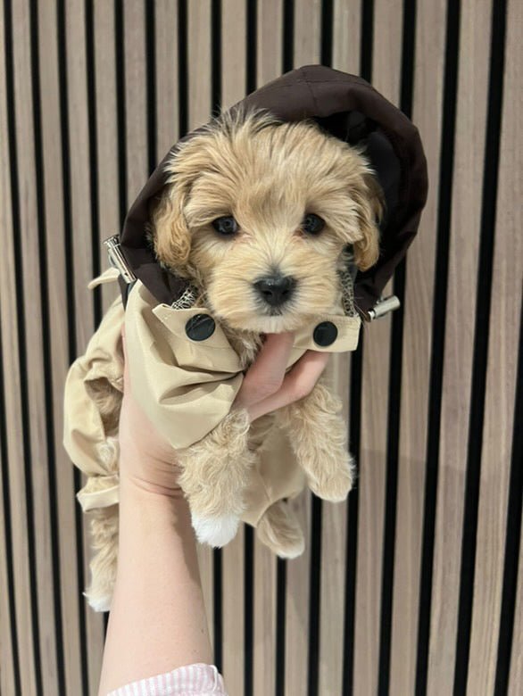 Zenora regnjakke - HappyPuppy.dk