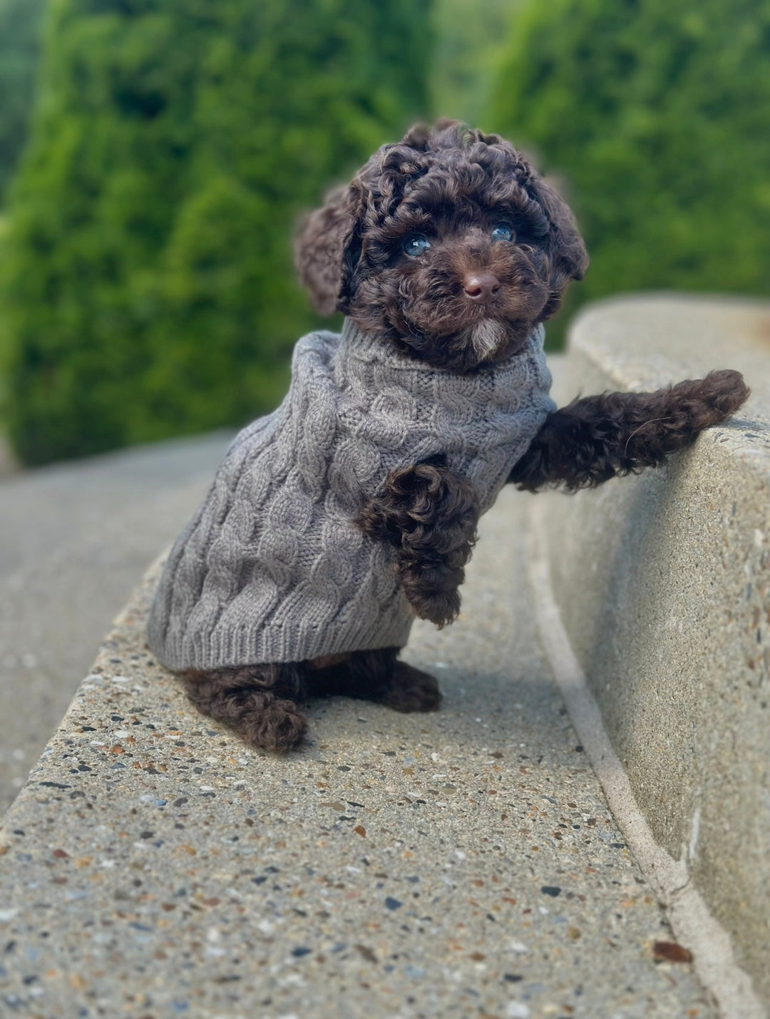 Zenora Striktrøje til hund - HappyPuppy.dk