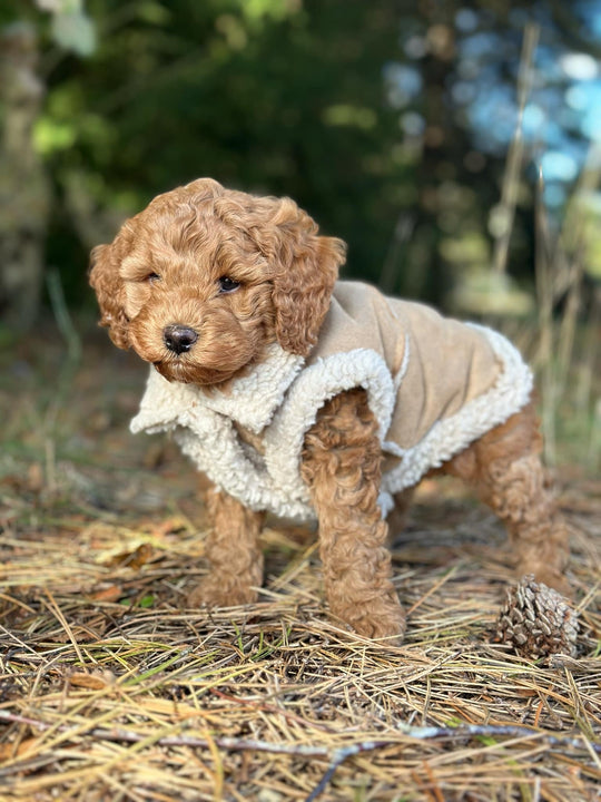 Zenora Teddy Hundejakke - HappyPuppy.dk