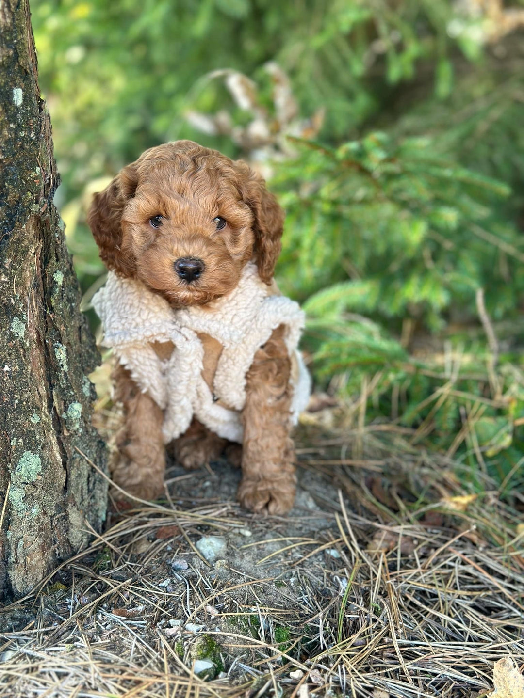 Zenora Teddy Hundejakke - HappyPuppy.dk