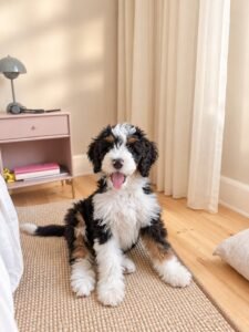 Bernedoodle
