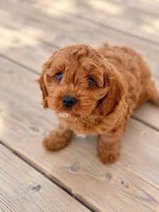 Cavapoo