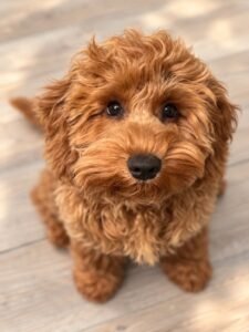 Cockapoo