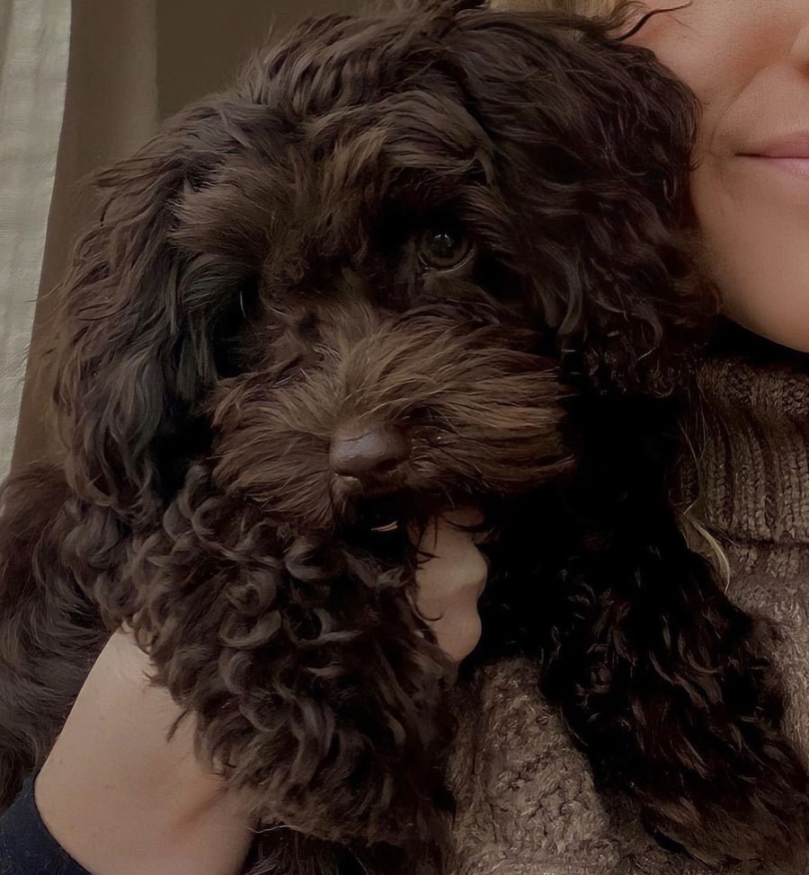 Doodlehvalp hos HappyPuppy