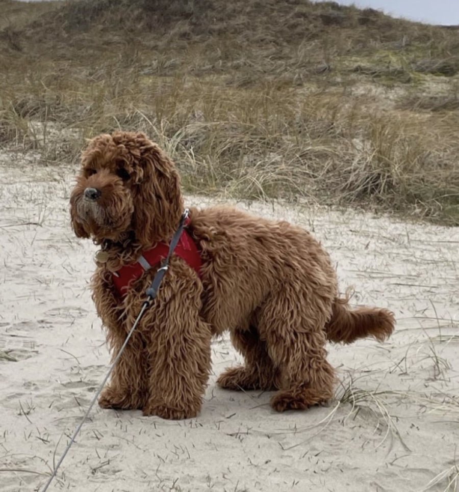 Doodlehvalp hos HappyPuppy