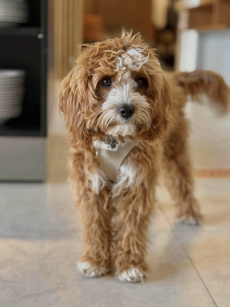 Doodlehvalp hos HappyPuppy