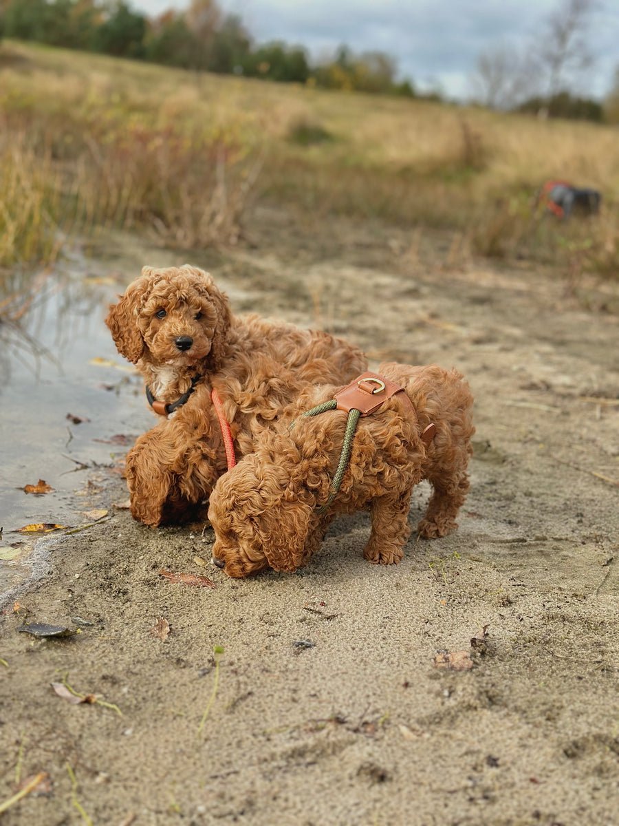Doodlehvalp hos HappyPuppy